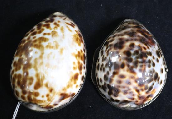 Two 19th century Cowrie shell snuff boxes, largest 86mm.